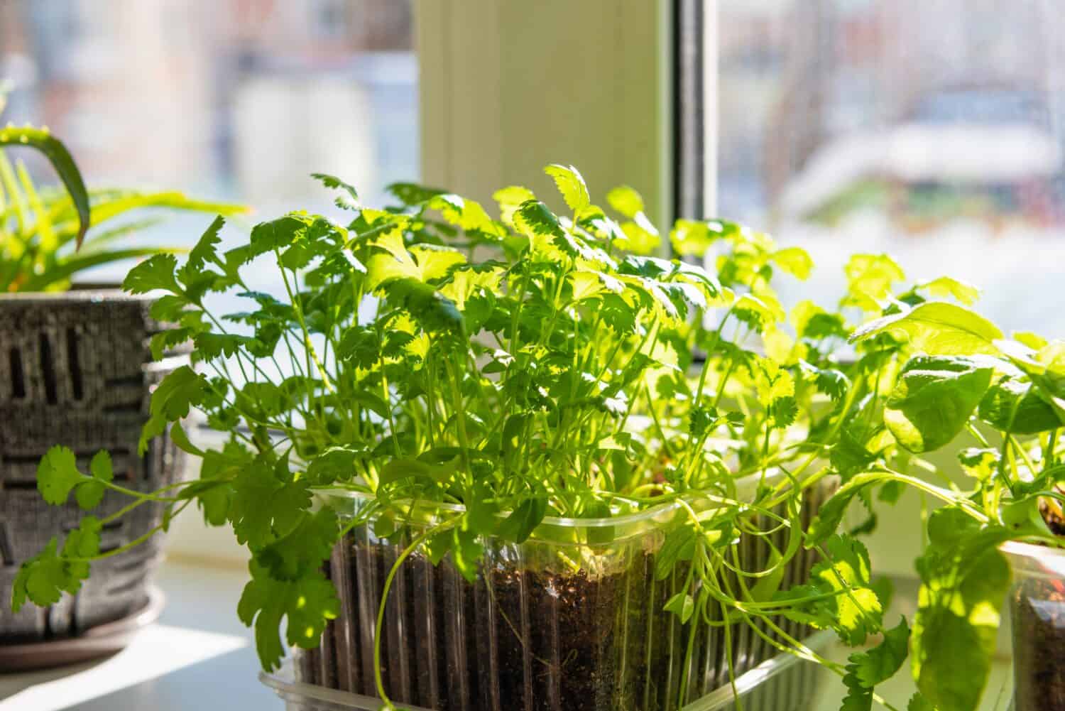 Seedlings of cilantro on the windowsill in a container. Young plants in the sun.