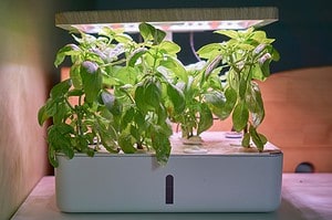 Aquaponics vs. Hydroponics: Pros, Cons, and Best System for Your Indoor Garden Picture