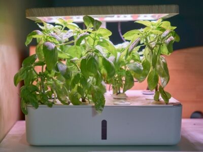 A Aquaponics vs. Hydroponics: Pros, Cons, and Best System for Your Indoor Garden