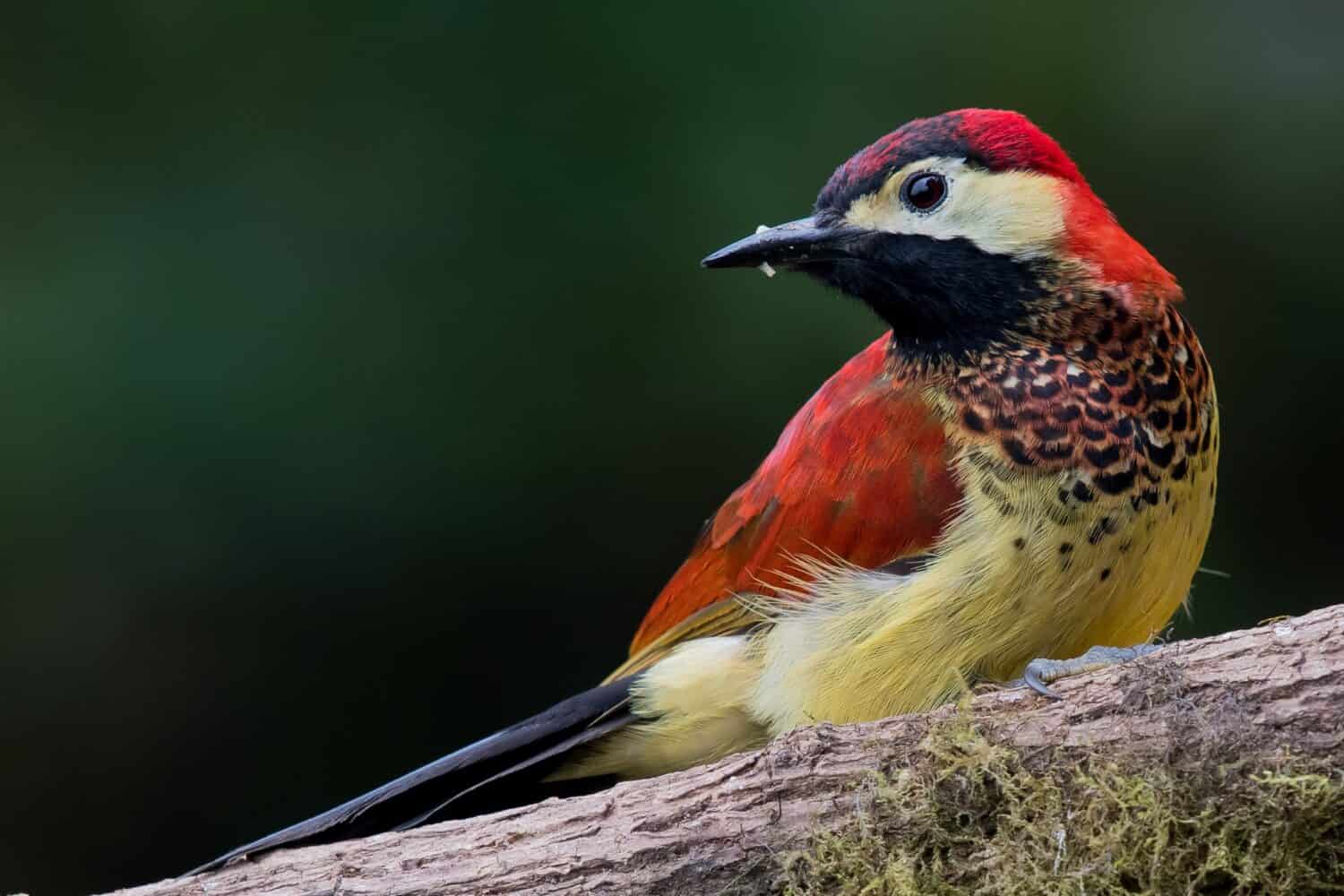 This a cute Crimson mantled Woodpecker their colours make it very atractive and you can find it in the cloud forest.This is one the most beautiful birds in Ecuador.I guest you really like it.