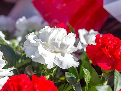 A White Carnation: Meaning, Symbolism, and Proper Occasions