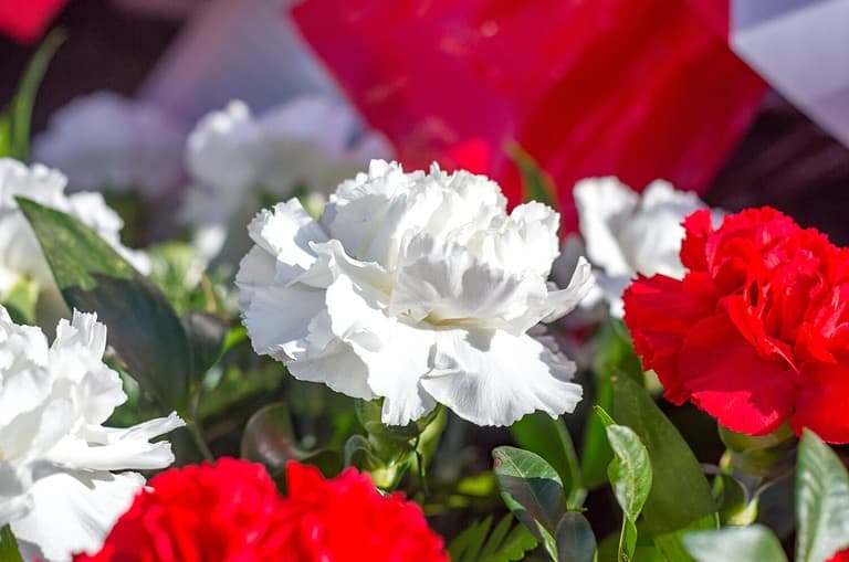 White dianthus caryophyllus also known as Carnation.