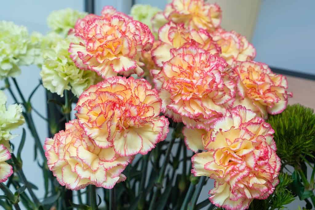 Close-up of beautiful yellow-pink carnations in a flower shop. Beautiful flower background of carnations