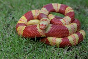 10 Types of Kingsnake: Spotting Unique Patterns, Markings, and Behaviors of Every Variety  Picture
