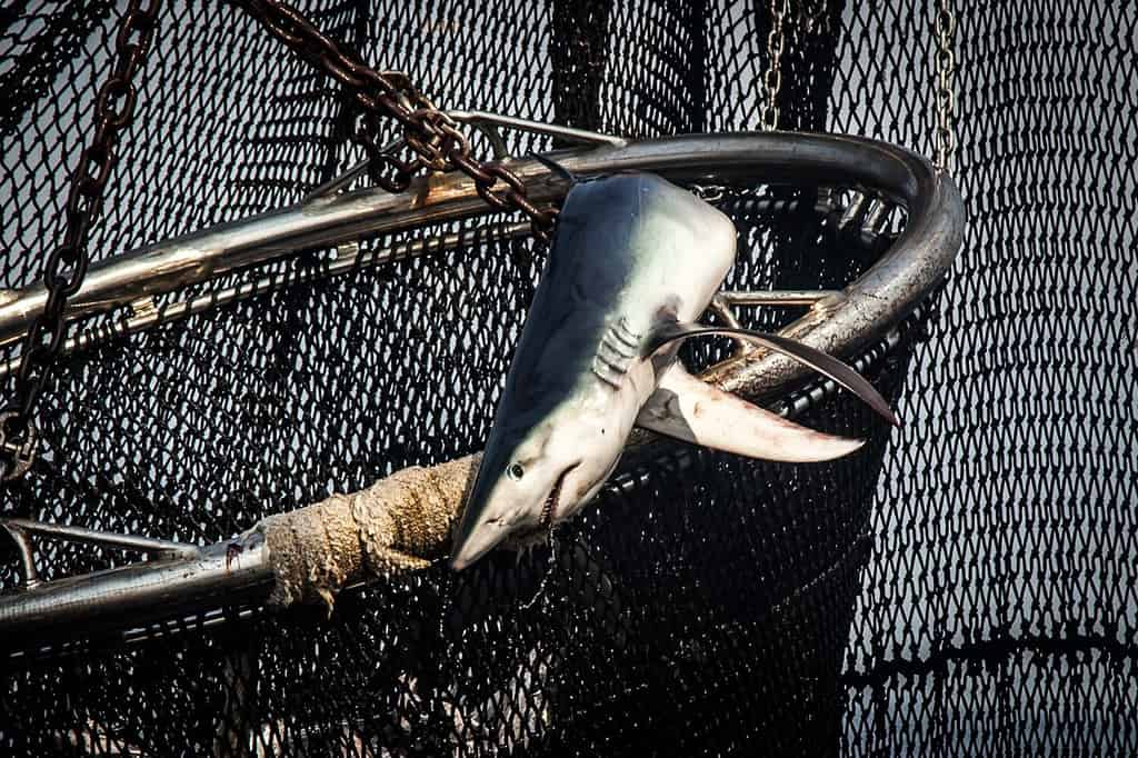 blue shark caught on a fishing net