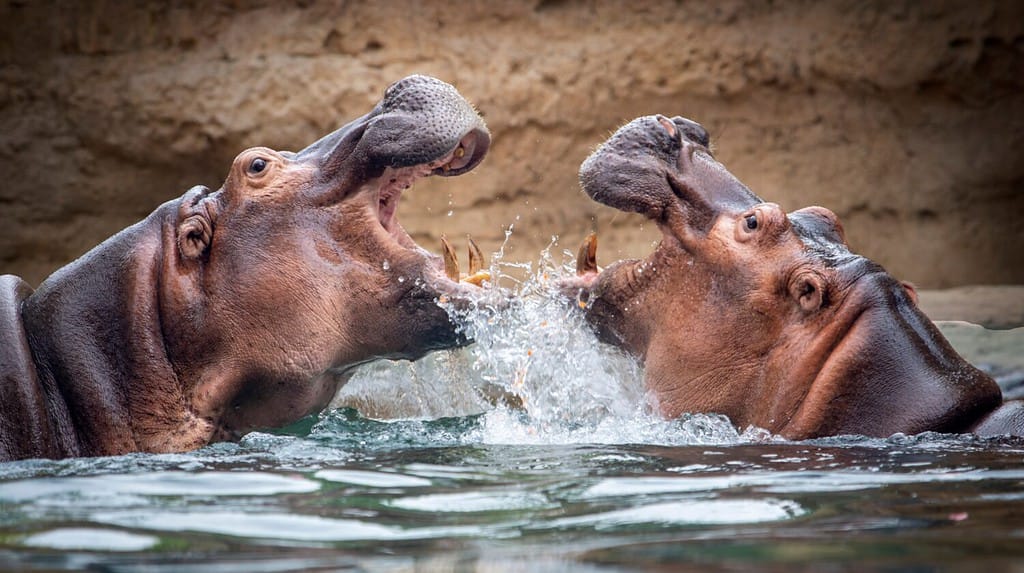 HIPPOPOTAMUS IN WATER TWO FIGHTING WIDE OPEN MOUTH LAKE FIERCE BATTLE TERRITORIAL COMBAT AFRICA BIG FIVE