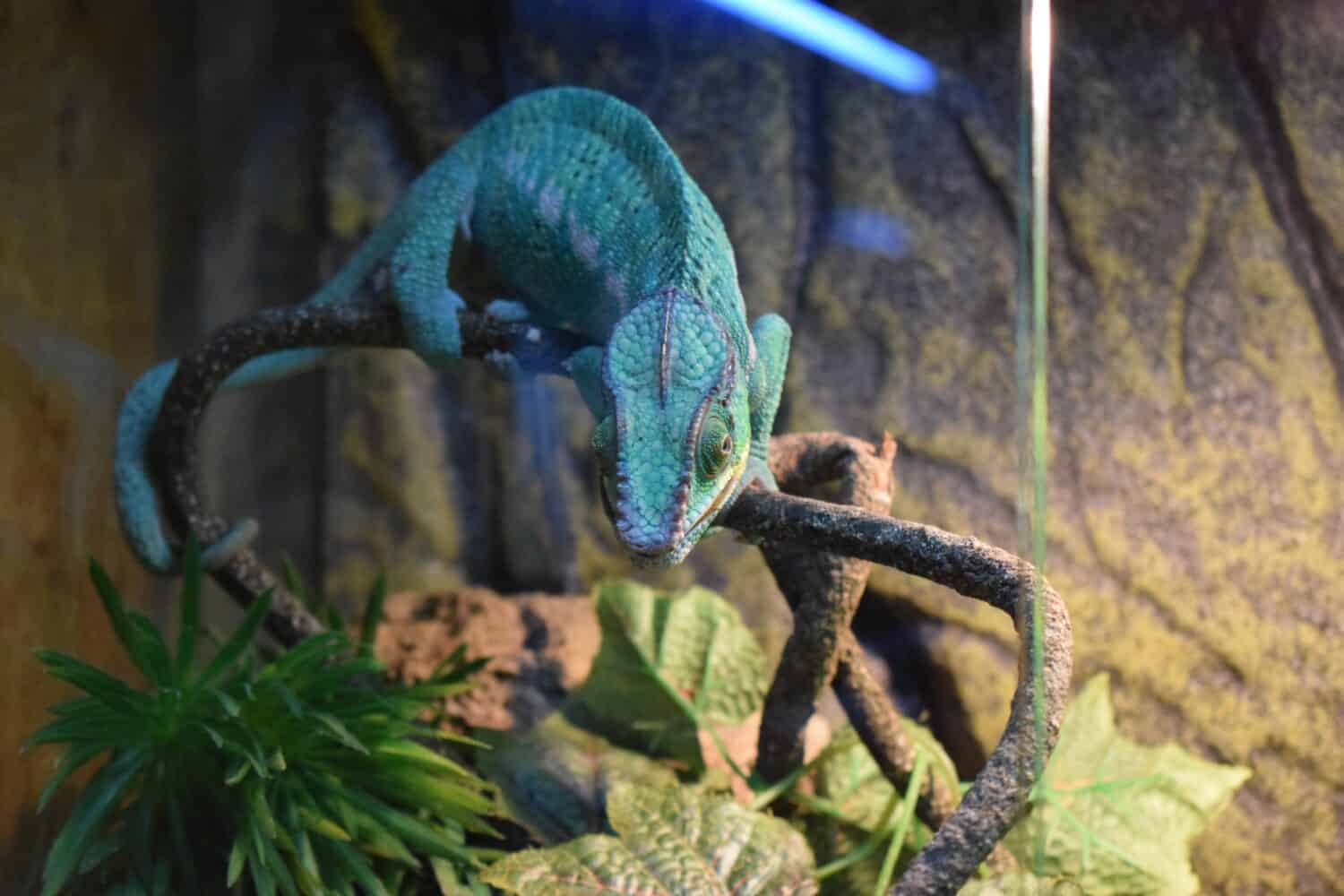 The panther chameleon in an enclosure.