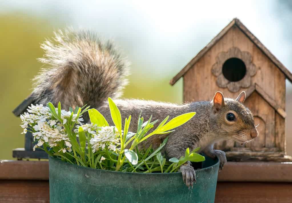 Squirrel lies across a flower pot in front of a bird house