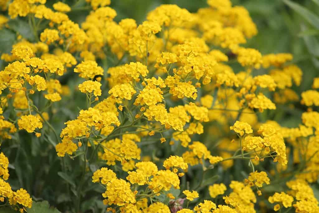 Yellow flowers of Basket-of-gold plant