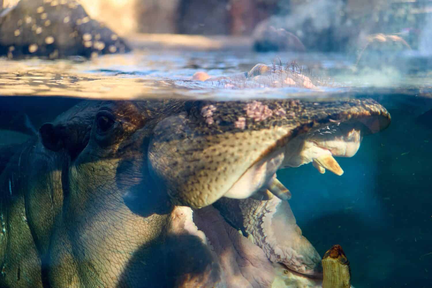 A closeup shot of a hippo under the water at the Cincinnati zoo
