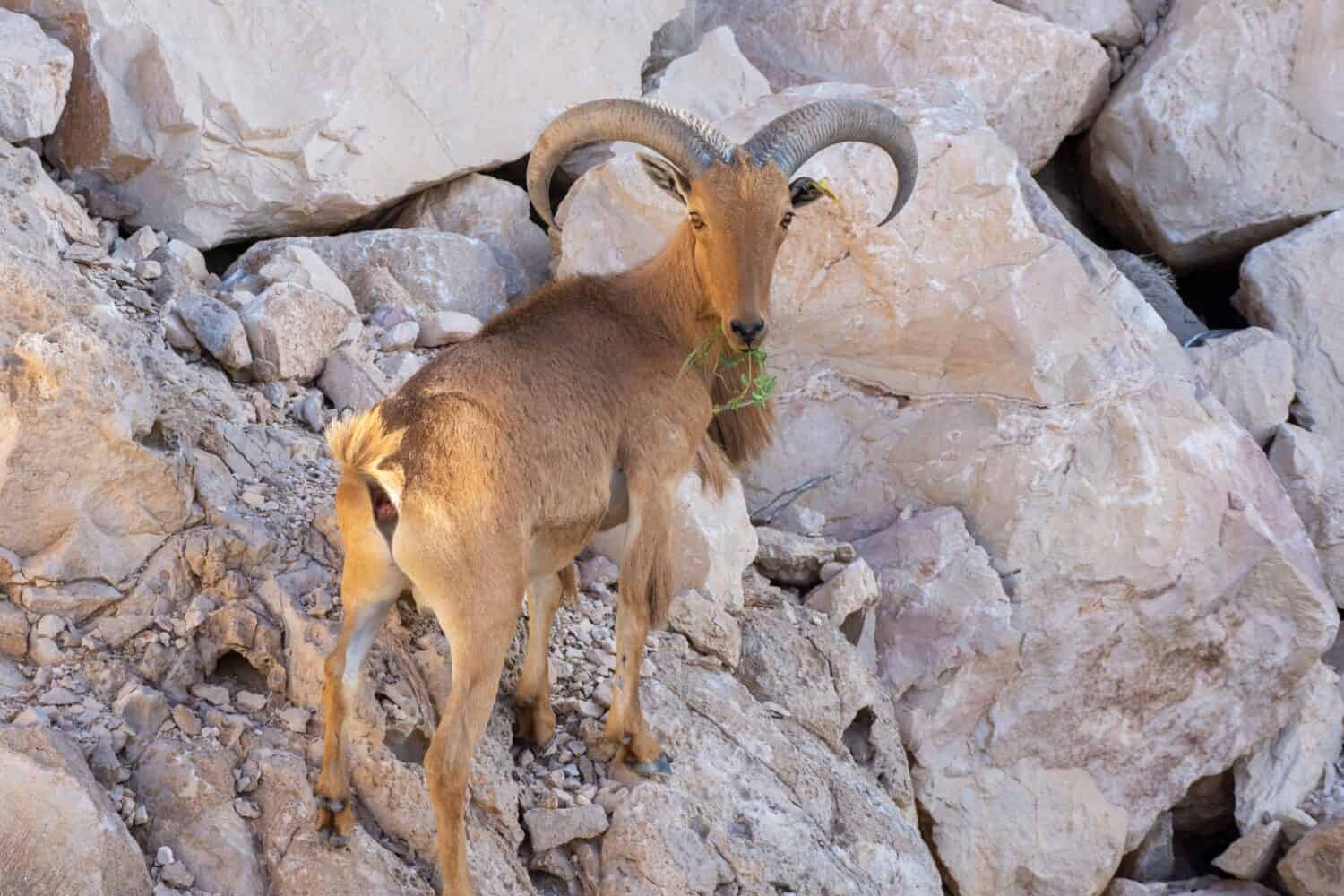 Arabian Tahr (Arabitragus jayakari) male walking on rocks rocks in the middle east mountains on Jebal Hafeet.