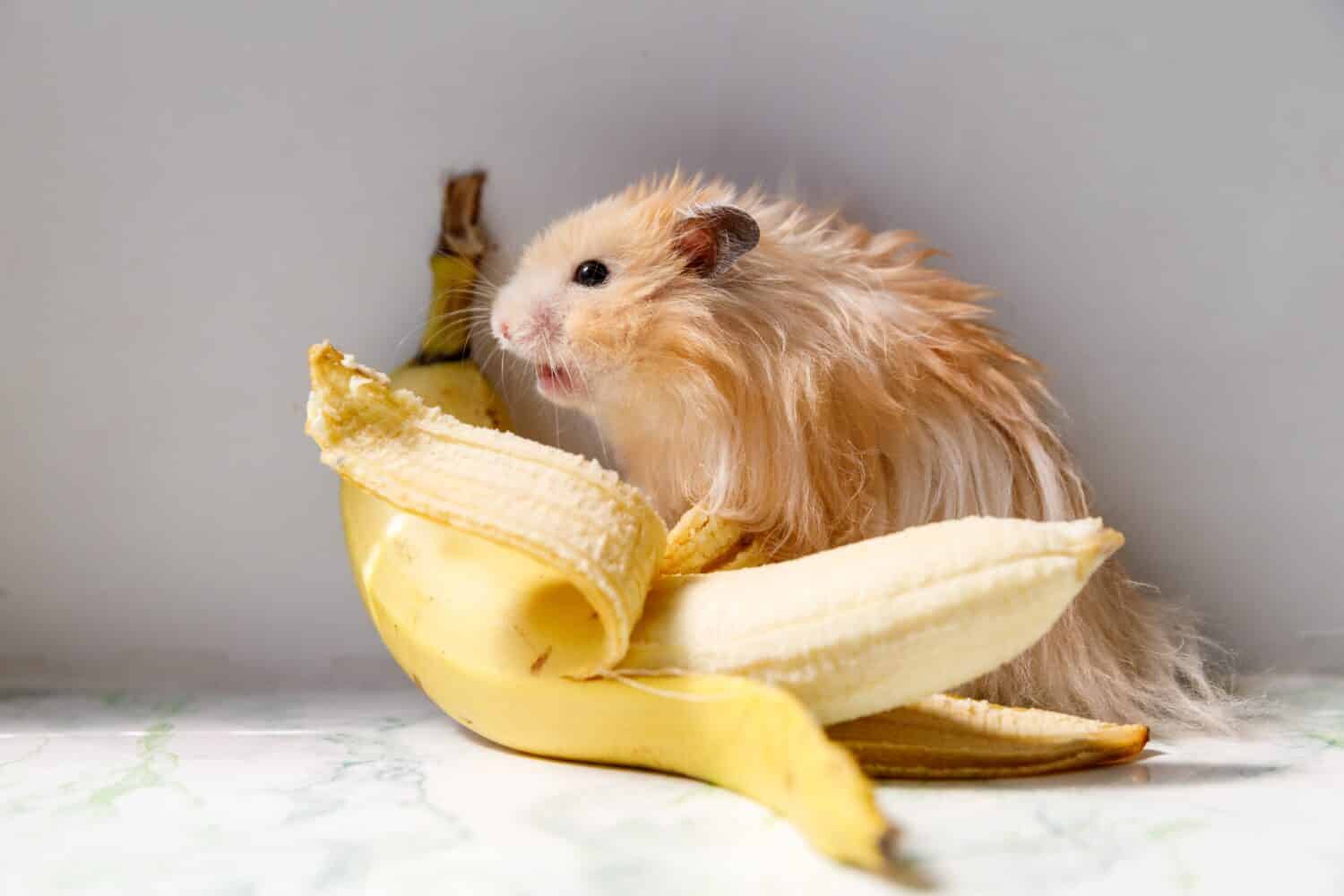 Можно давать хомякам банан. Хомяк и банан. Хомяк и банан картинка. Сирийский хомяк ест банан. Хомяк есть большой банан.