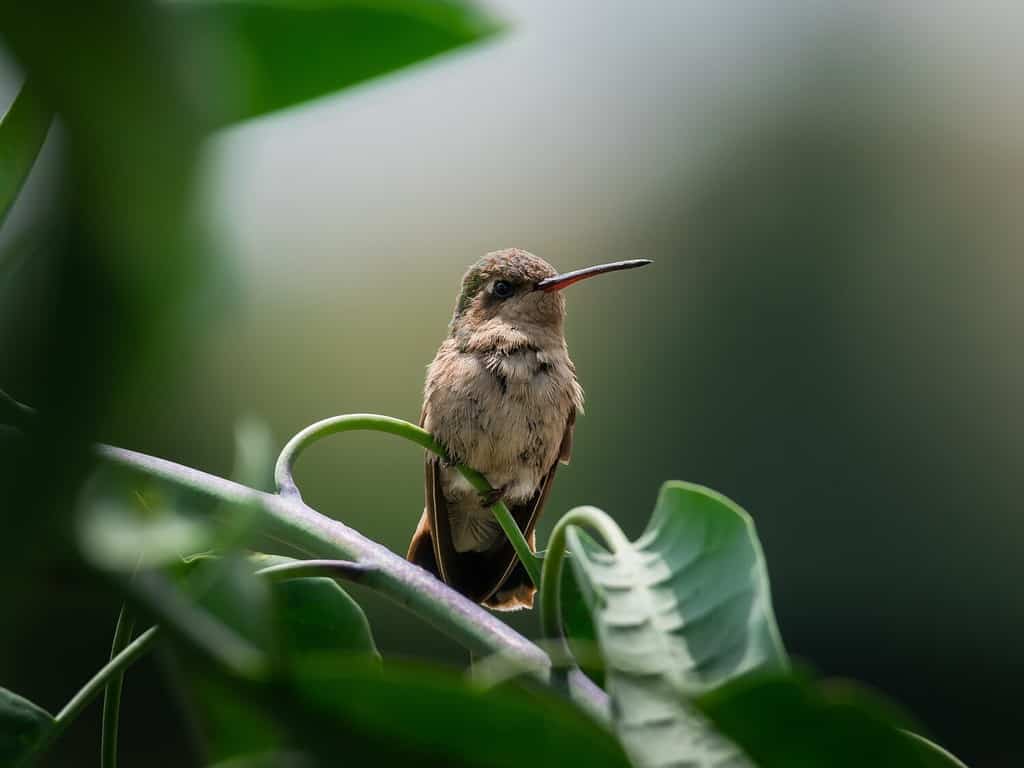 Dusky Hummingbird, a beautiful hummingbird endemic to Mexico