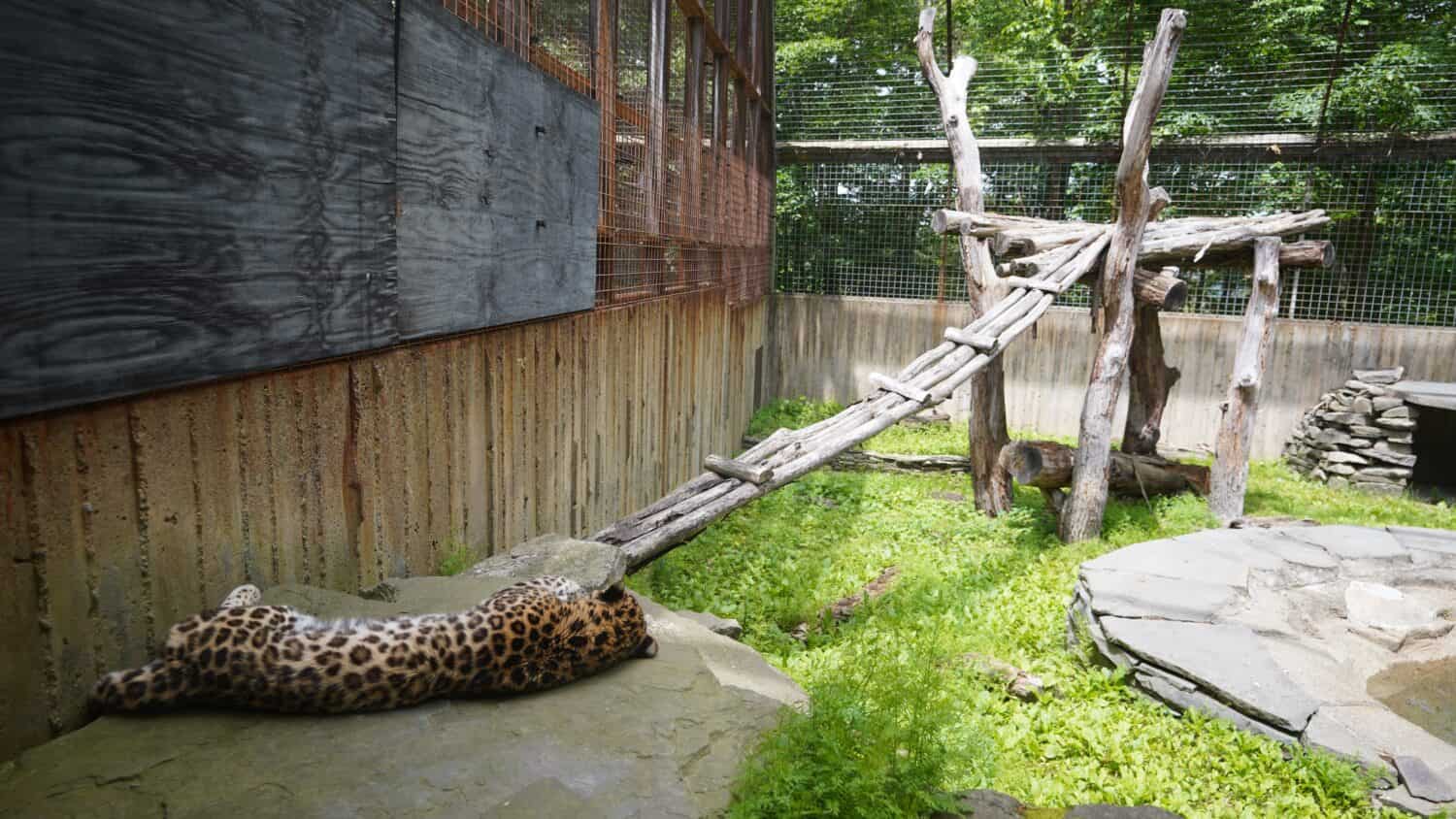 Sleeping Cheetah inside the cage of a Zoo in Binghamton, New York. 