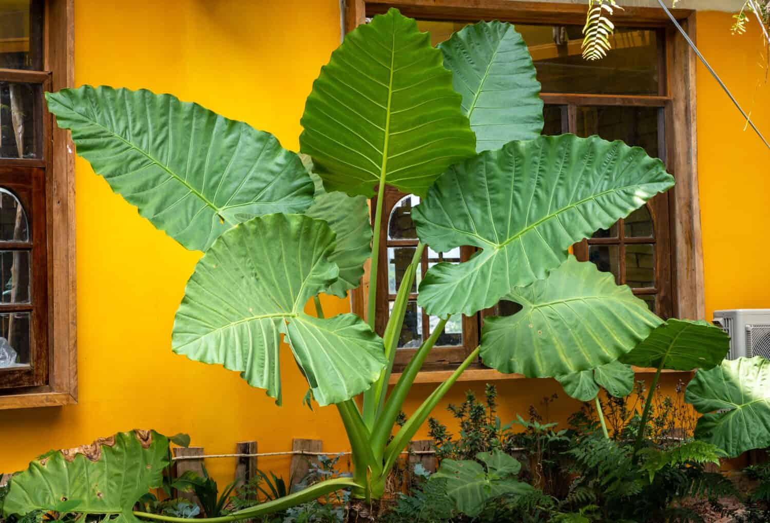 Alocasia Macrorrhiza (or Giant Elephant Ear) plant growth in the garden. This plant is a spectacular tropical landscape plant with giant leaves the look like elephant ears.