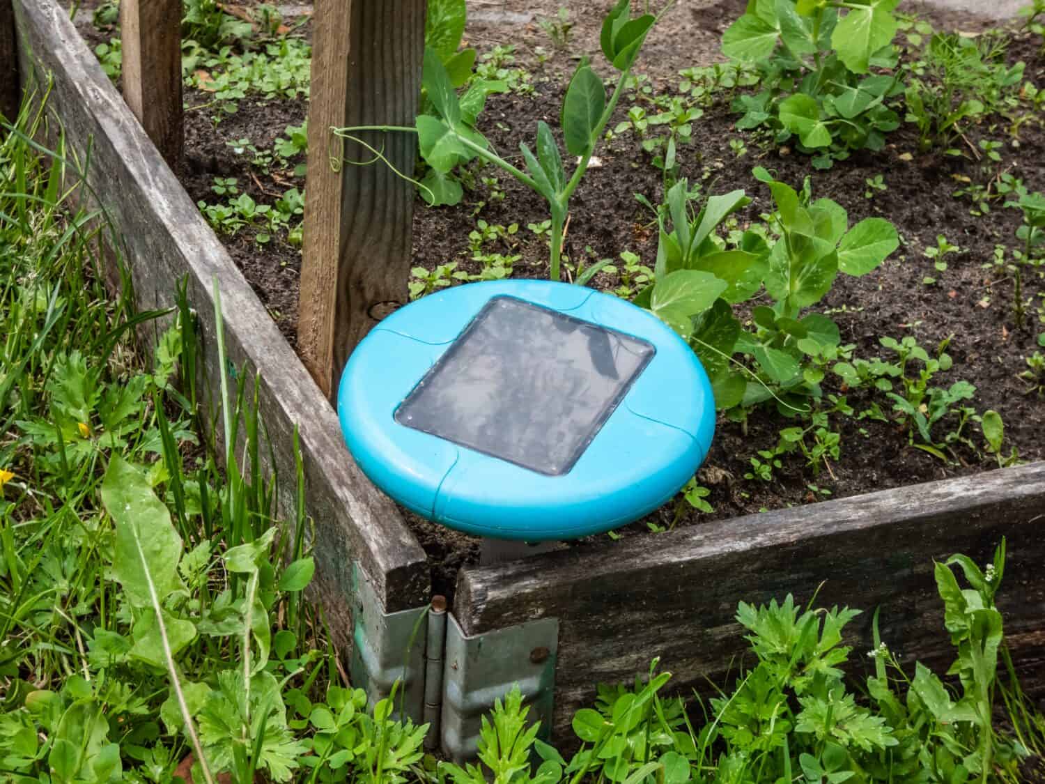 Ultrasonic, solar-powered mole repellent or repeller device in the soil in a vegetable bed with small green pea sprouts in bacground. Device with beeping keep out pests