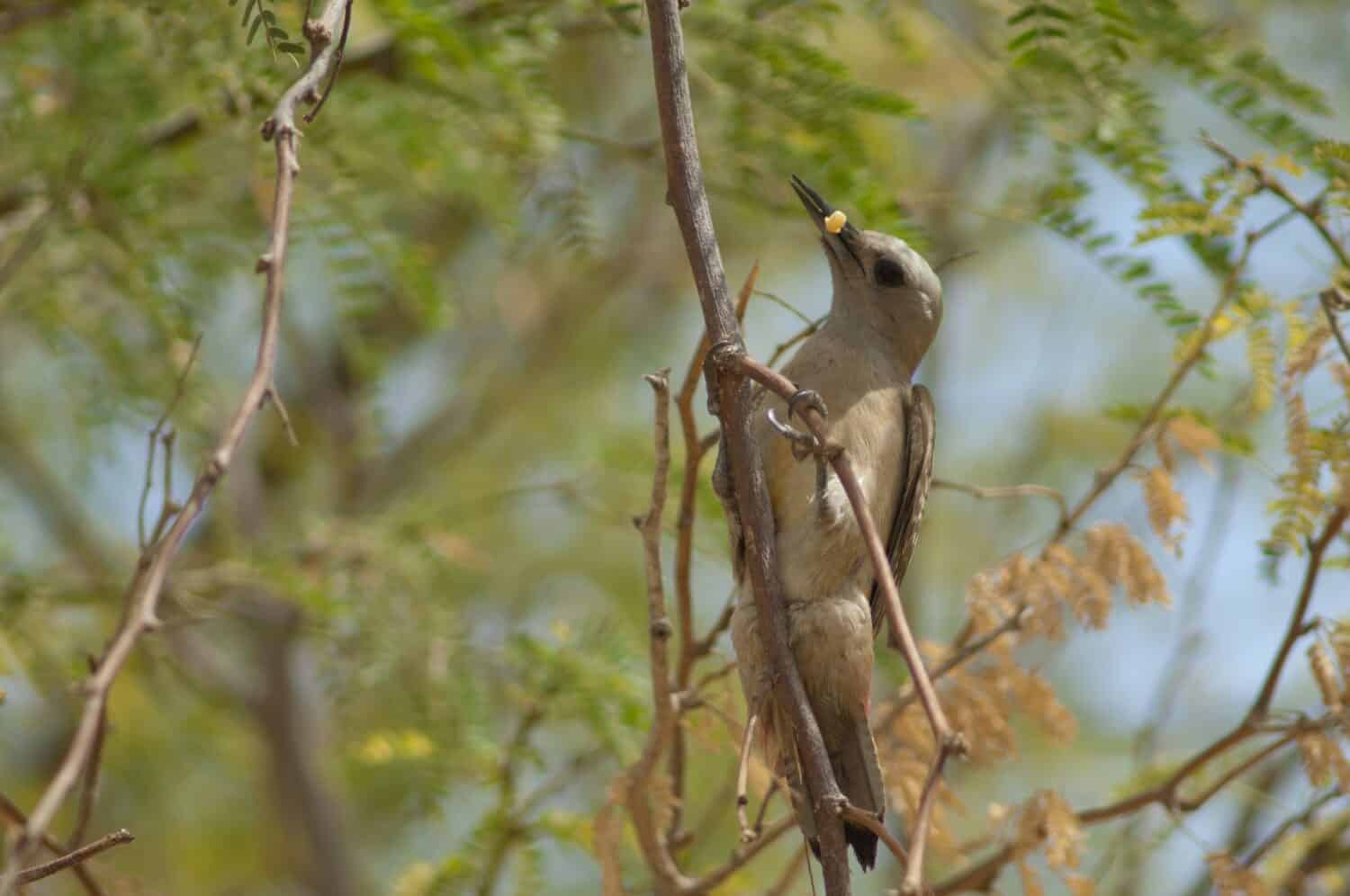 African grey woodpecker Dendropicos goertae. Female with a worm on a gum acacia Senegalia senegal. Langue de Barbarie N. P. Saint-Louis. Senegal.