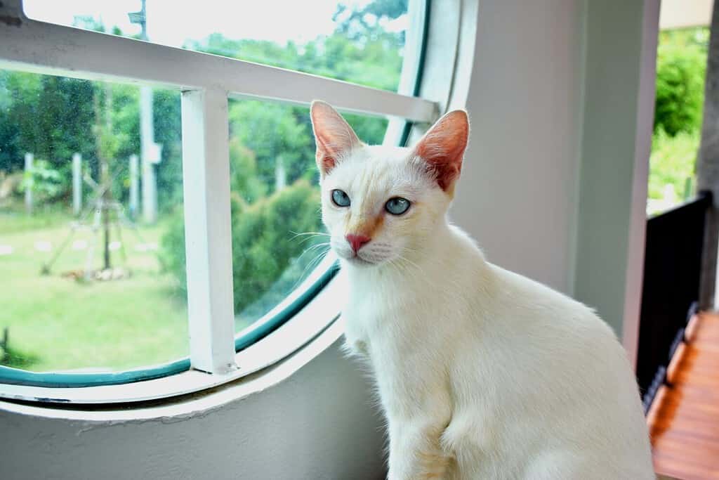 Cute flame point Siamese cat with blue eye on wooden table selective focus