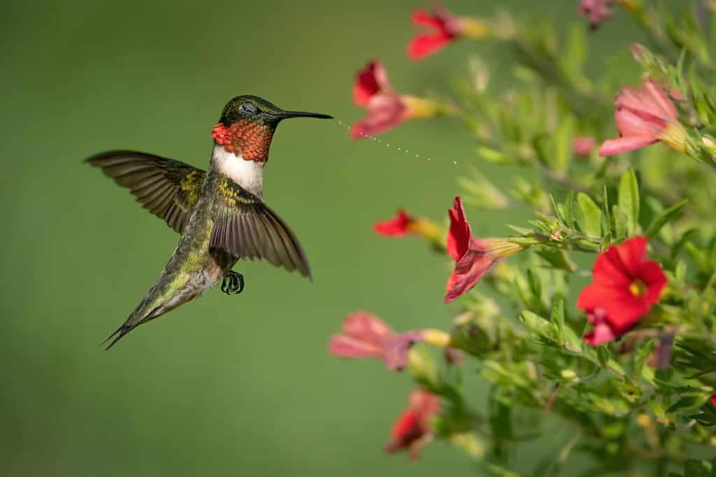 A Ruby-throated Hummingbird Shaking off the Water