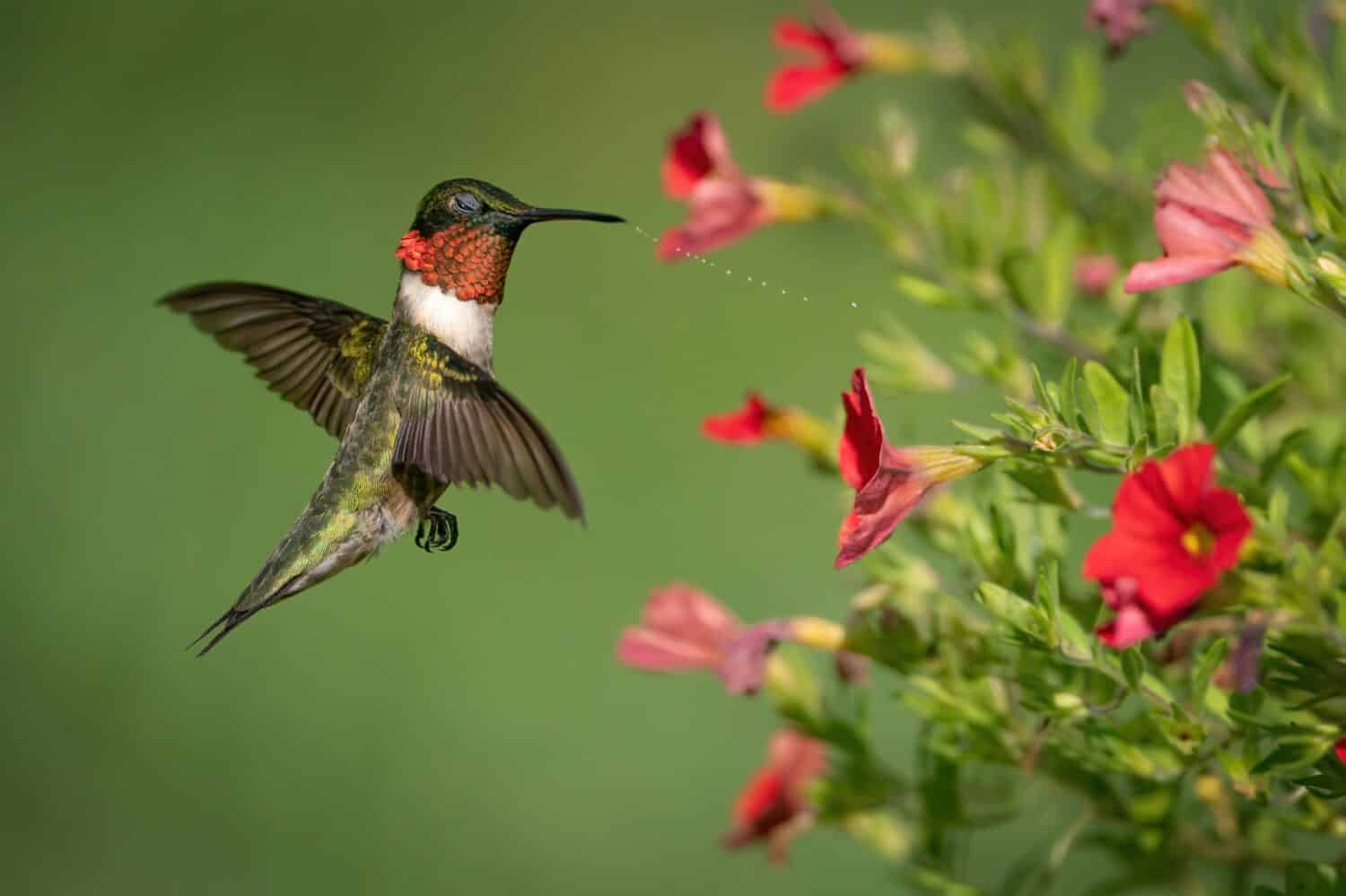 A Ruby-throated Hummingbird Shaking off the Water