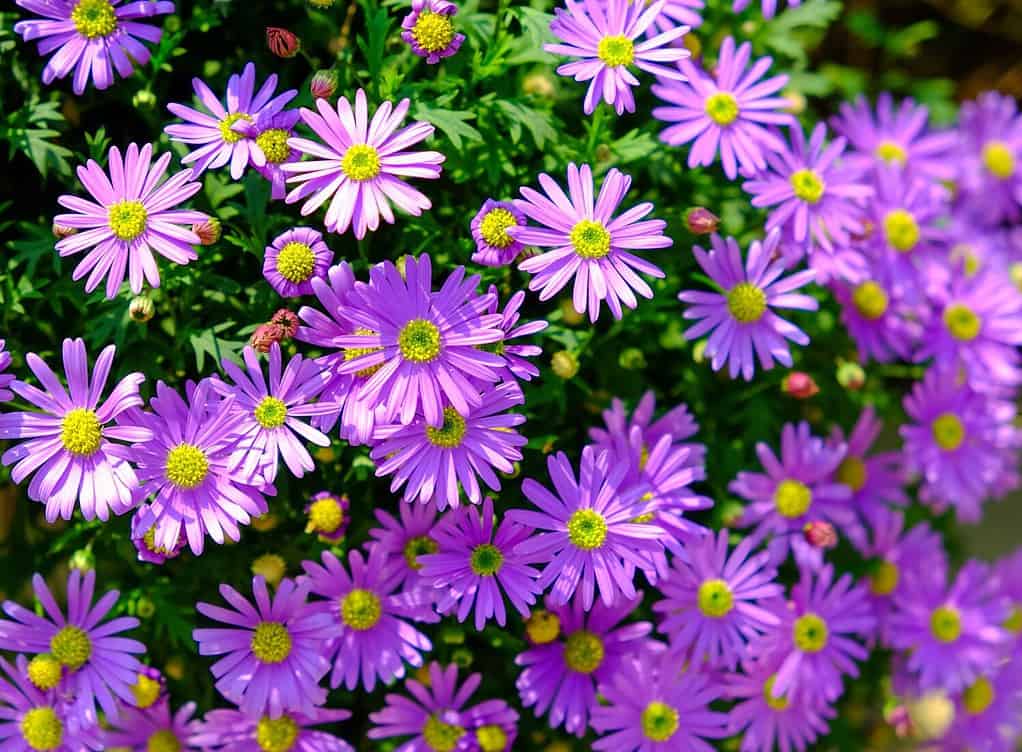 Symphyotrichum dumosum, Aster dumosus, Bushy aster blooming with purple and pink colorful flowers in botanical garden in spring in Taiwan