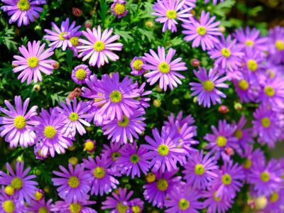 A The Best Perennial Flowers for Nebraska: 14 Flowers You Can Bank On