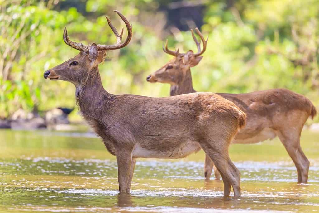 Eld’s Deer in the creek
