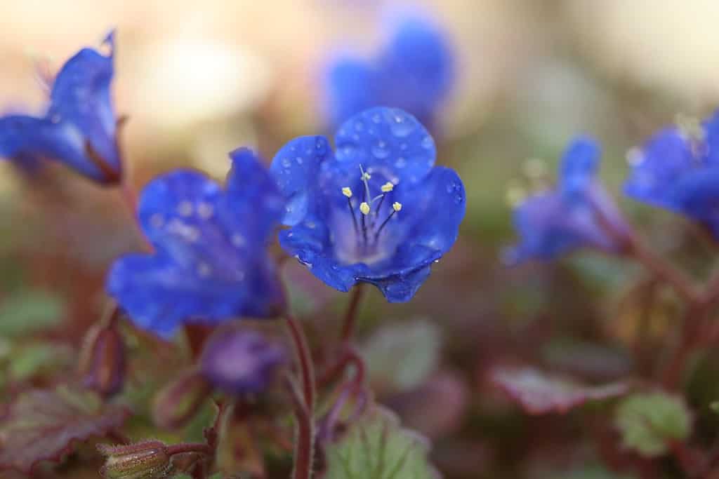 Phacelia campanularia, beautiful blue flower from Borage family.