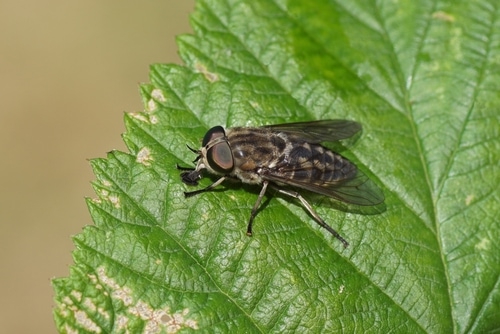Close up female Large marsh horsefly (Tabanus autumnalis). Family Horse-flies, gadflies (Tabanidae). On a leaf. Dutch garden, June.