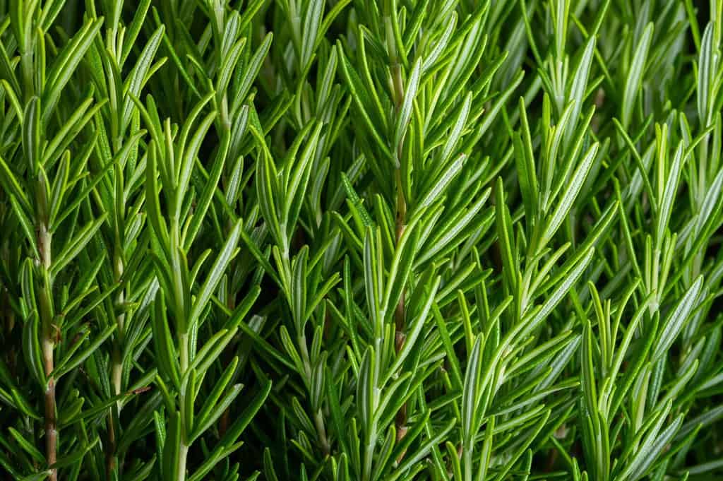 Detail of fresh rosemary herb. Rosemary herb garden. macro view.