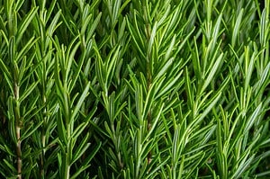 Can Rosemary Survive Winter? 5 Tips for Keeping Your Favorite Herb Alive Picture