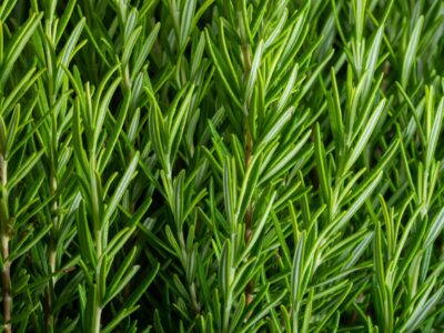 A Can Rosemary Survive Winter? 5 Tips for Keeping Your Favorite Herb Alive