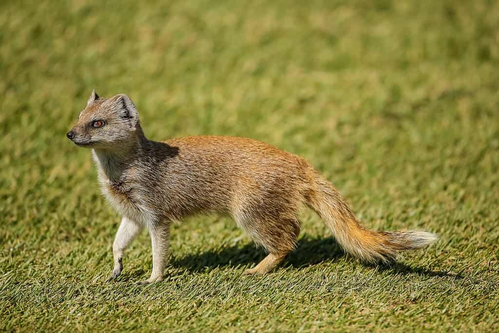 Yellow mongoose searching for food