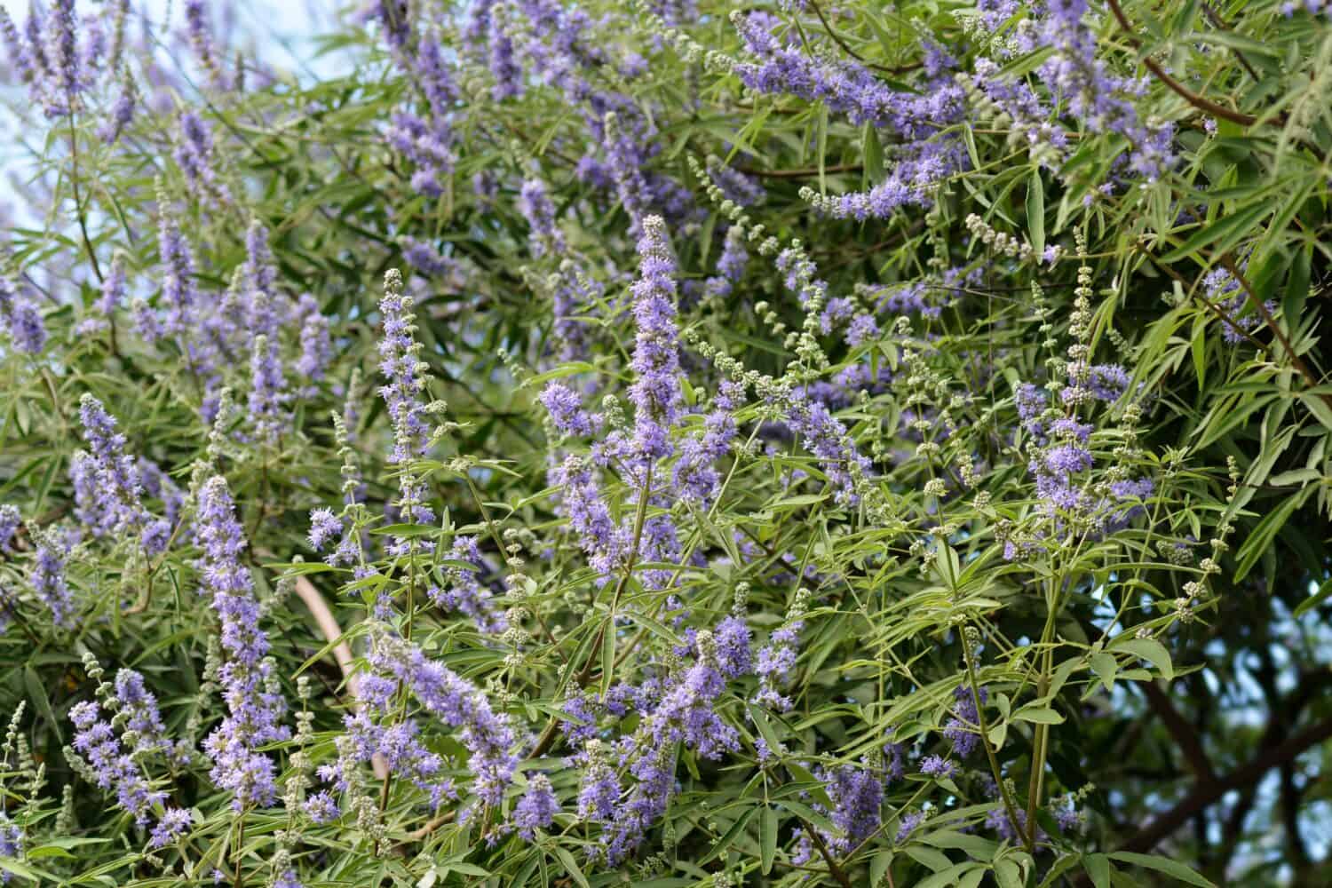 Lilac chaste tree branches with flowers - Latin name - Vitex agnus-castus