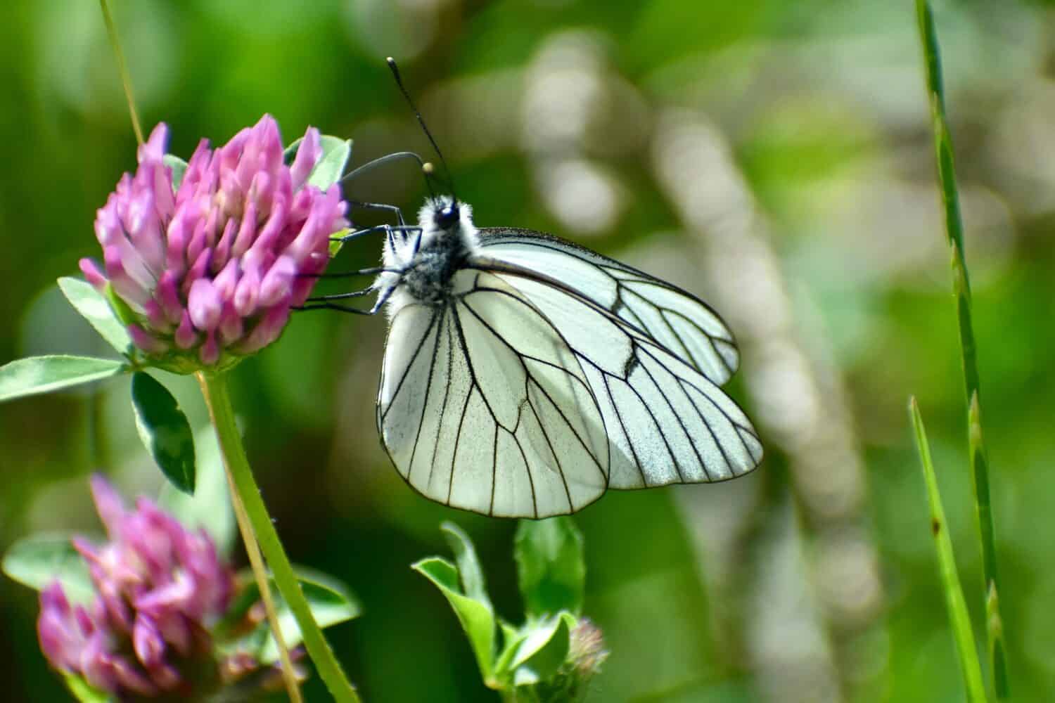 A black-veined white butterfly on the purple flower of clover in the sun light. The rarest butterfly fluttering around England. 