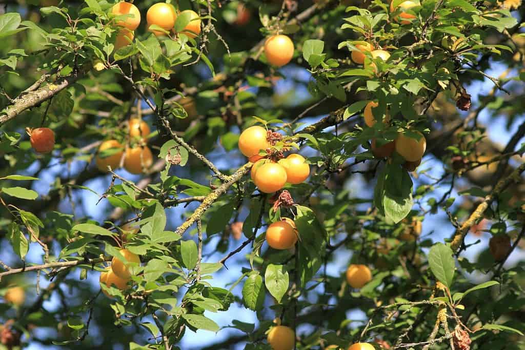 Yellow Prunus cerasifera fruits on a branch in summer