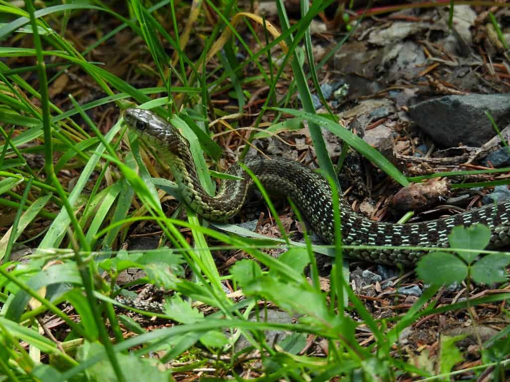 Maritime garter snake in the park in Cape Breton, Canada