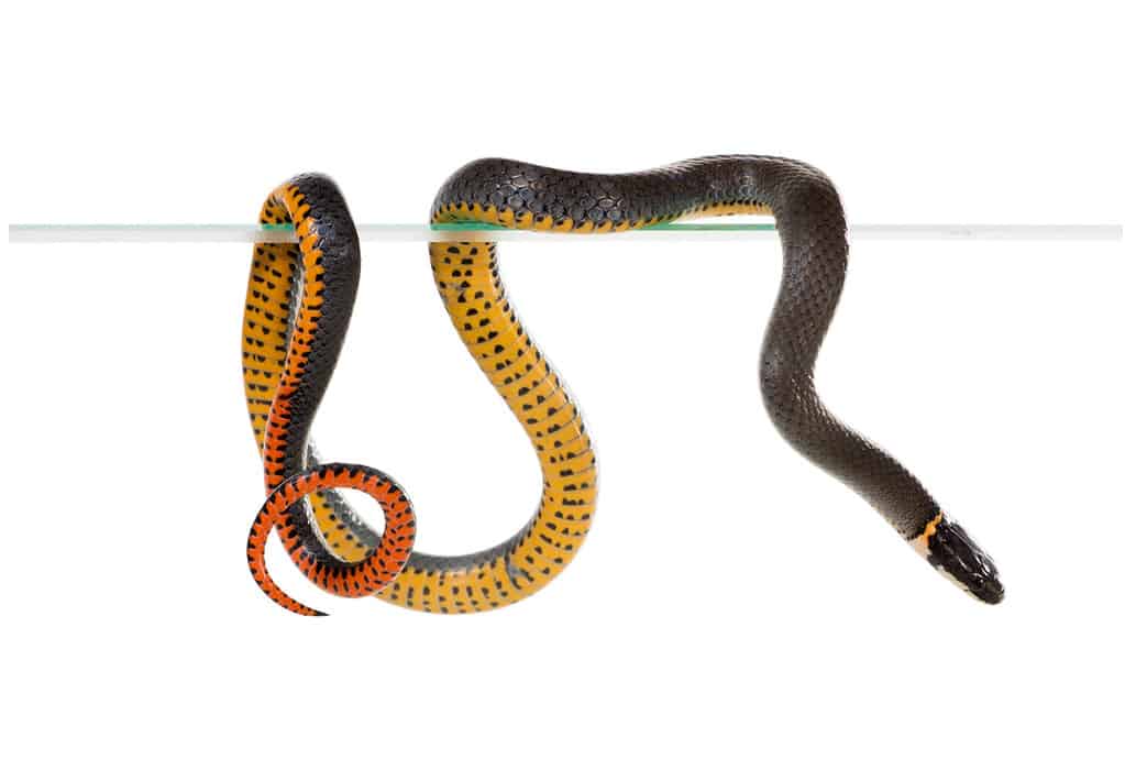 The ring-necked snake is best known for their unique defense posture of curling up their tails, exposing their bright red-orange posterior, ventral surface when threatened