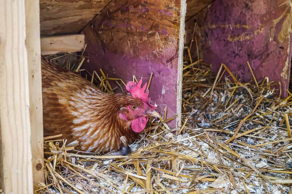 Cinnamon Queen, red chicken laying an egg in the nesting box.