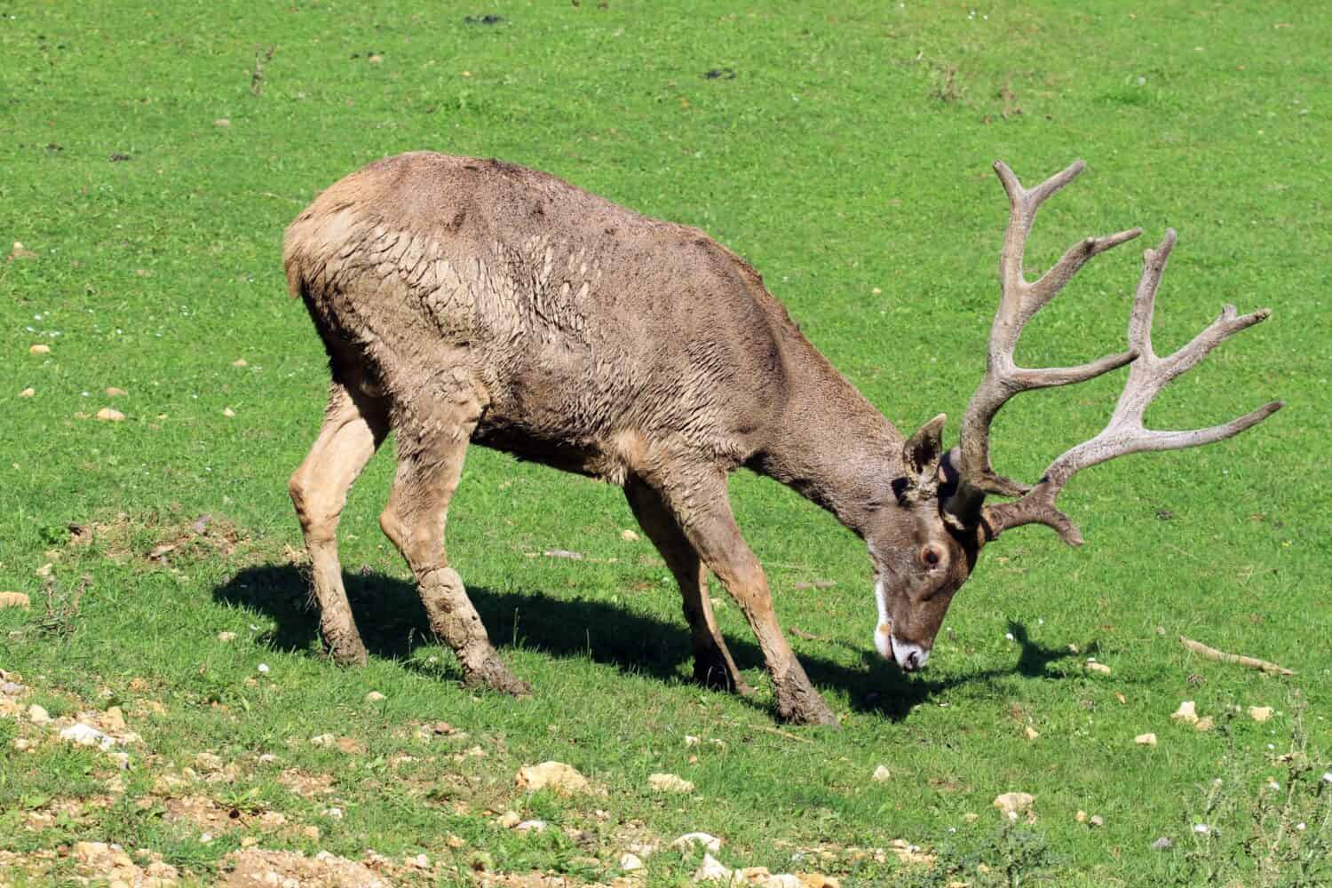 Thorold's deer (Cervus albirostris); adult male