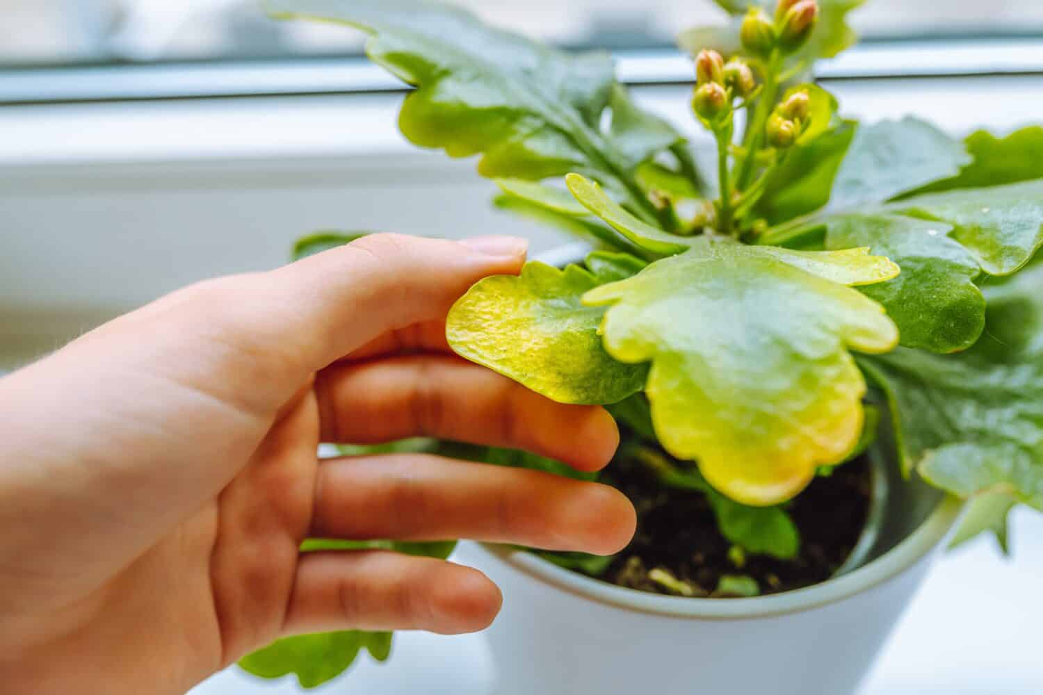 woman's hand shows yellow withered leaves of home plant in Kalanchoe flowerpot. Houseplant care, flower disease control, insect pests that kill potted flowers
