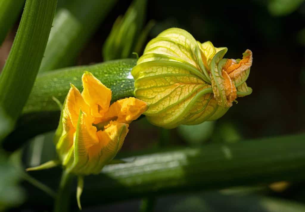 Detail of a zucchini plant - a male flower in front and a female flower with fruit behind