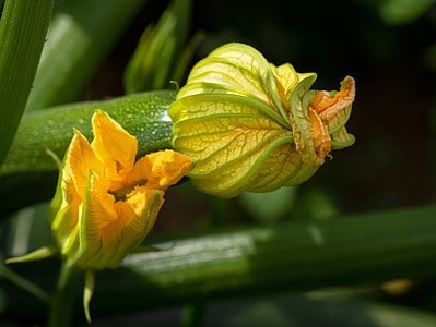 A Male vs. Female Zucchini Flowers: How to Spot the Differences