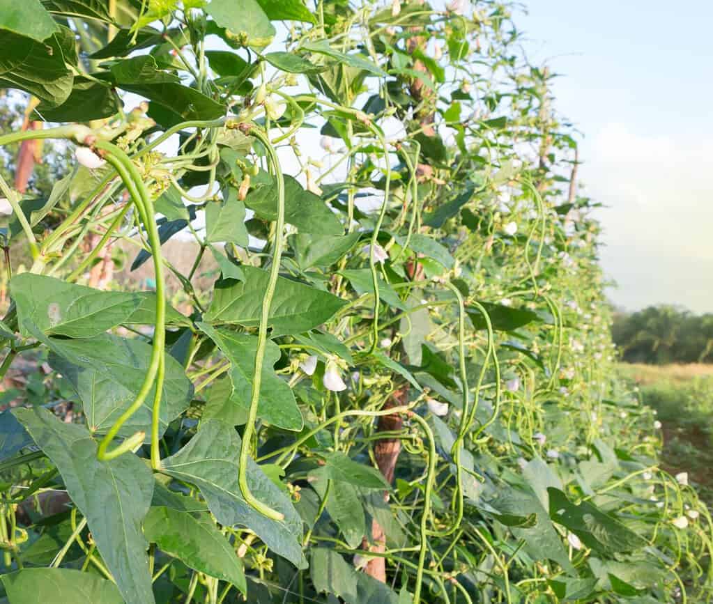 yard long beans or Cowpea plant in organic vegetables garden.