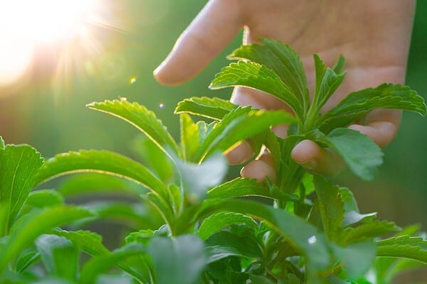 How To Grow Stevia: Your Complete Guide - A-Z Animals