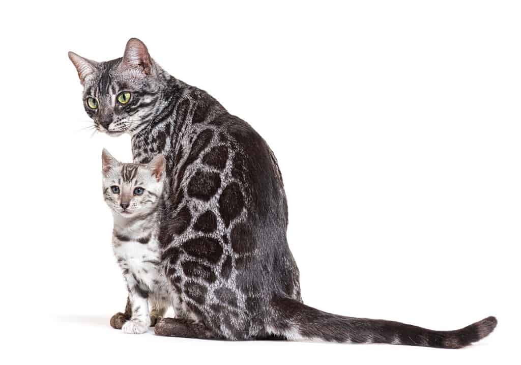 Bengal Cats For Sale - Reputable Breeders Near You – Purebred Kitties