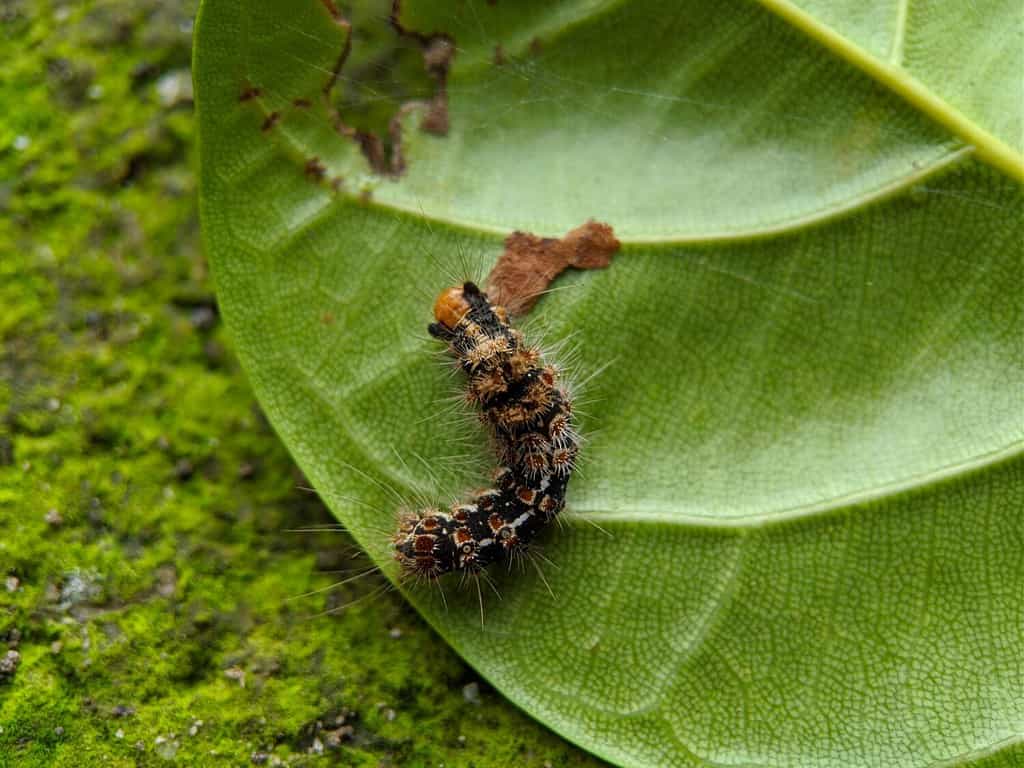 Macro of Brown-tail moth caterpillar on green leaves.