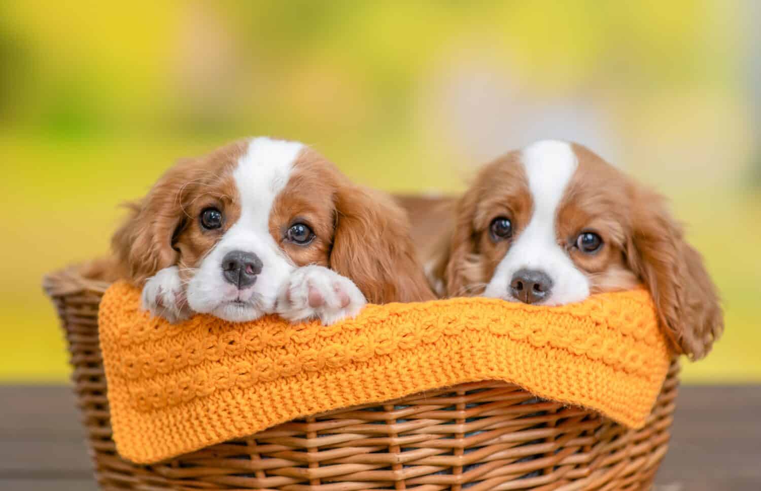 Average Cost Of Cavalier King Charles Spaniel Store Outlet