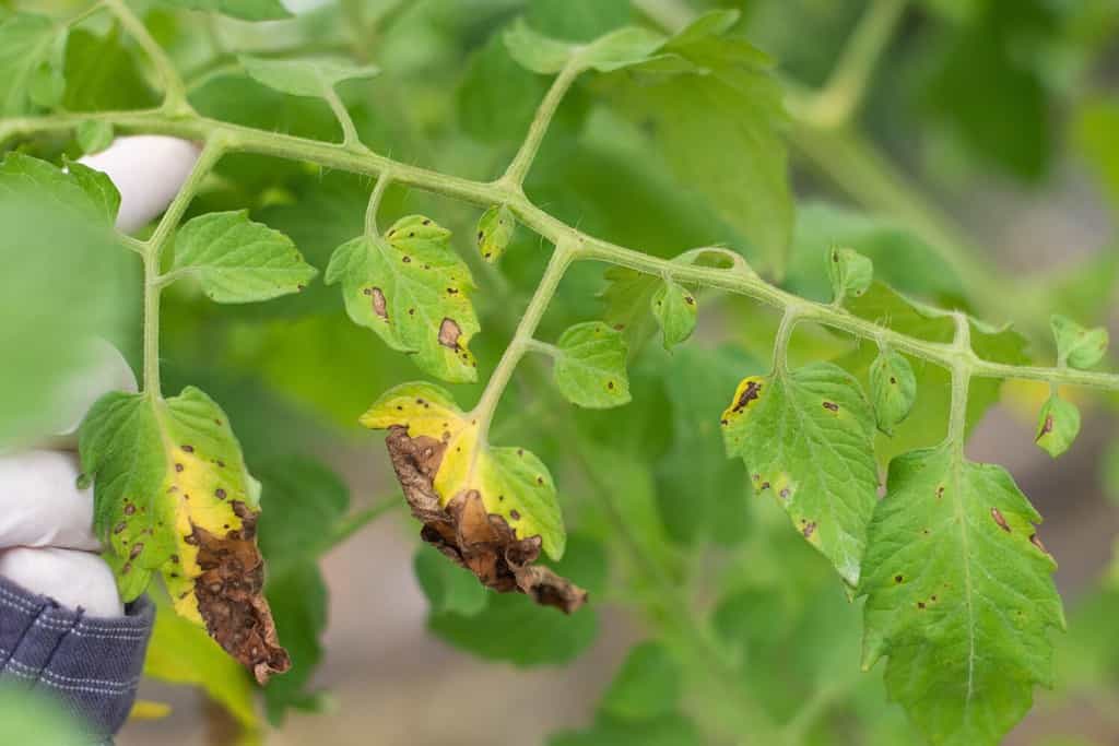 Tomato early blight disease Alternaria solani destroy the old lower leaf.