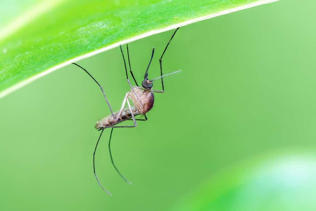 Close up of Mosquito perching on green Leaves with black background, Thailand.